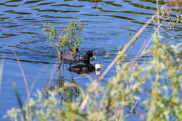 duck in the water