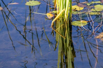 water lily in the pond