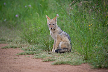 A black backed jackal sitting at the edge of a road in a national park