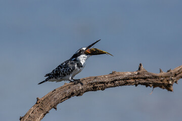 A pied kingfisher on a branch with a small fish in its mouth
