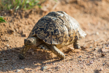 Leopard tortoise walking on a dirt road