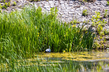 grass in the water