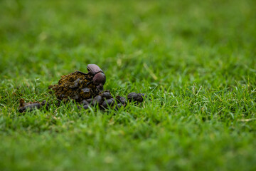 A dung beetle starts collecting buck fecal matter to roll into a ball