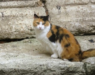 Calico Cat on a Stone Ledge