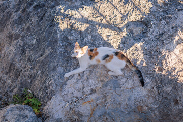 Calico cat resting on rough coastal rocks under morning sunlight. Natural texture and warm color...