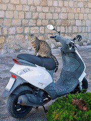 Tabby cat sitting on white scooter in front of stone wall. Urban Mediterranean scene with humor and...
