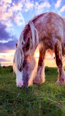 horse in the field