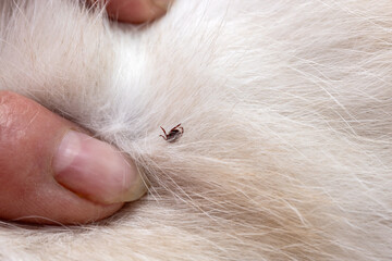 White cat fur with tick during examination