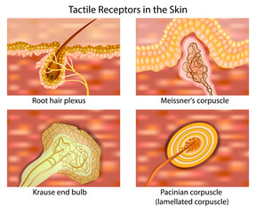 Tactile receptors in human skin, including the root hair plexus, Meissner's corpuscle, Krause end bulb, and Pacinian corpuscle. 