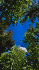 Obraz premium trees in the forest sky