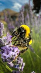 bee on a flower