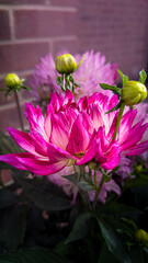 pink lotus flower