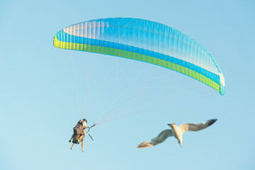 Paragliding with Bird. Paraglider soars high in clear blue sky next to flying seagull, soft focus, real life. Concept of freedom, flight, summer active lifestyle, connection with nature