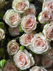 Bouquet of roses. Roses tenderness. 