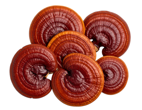 Top View of Reishi Mushroom Cluster with Attached Stems, isolated on a transparent background