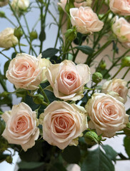 Bouquet of roses. Roses tenderness. 