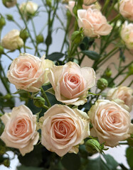 Bouquet of roses. Roses tenderness. 