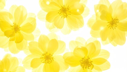 Delicate yellow flowers on white