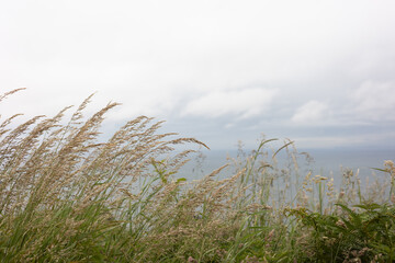 Fototapeta premium Tall grass blowing in wind with moody sky 