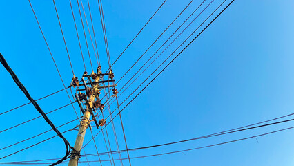 electric pole with many branches and neat cables