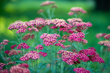 Red Common Yarrow or cut grass flowers in summertime. Ornamental plant Achillea millefolium...