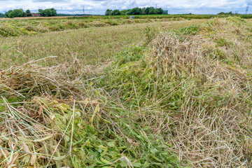 Organic pea plants in wrap hay Denmark, 2025