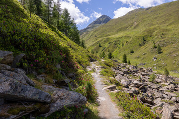 Schöner Wanderweg im Ötztal nahe Sölden mit Alpenrosen im Querformat