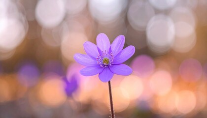 Close-up of a vibrant purple flower