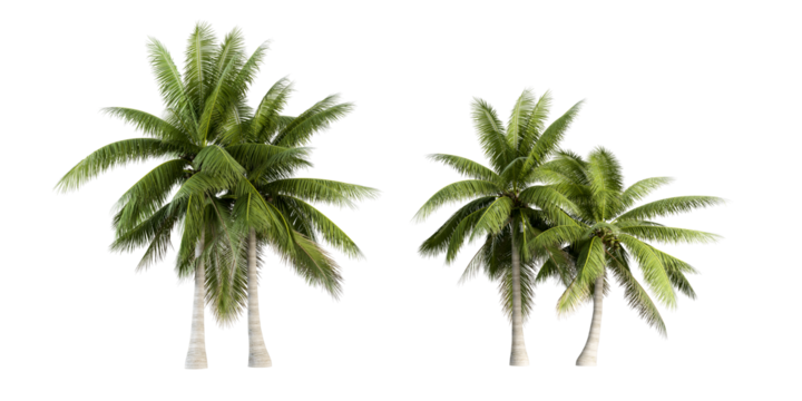 Green coconut palm tree isolated on white