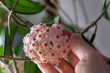 Beautiful flowers Hoya carnosa Pink in fingers of some person, waxflower, pink-flowered nectar-rich exotic climber-trailer, native to Australia.	
