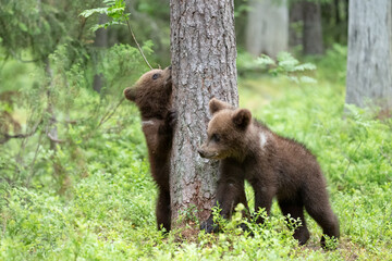 Two young bear cubs playfully climbing on a tree trunk