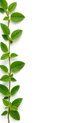 fresh mint leaves arranged on the left side of a clean white background, with empty space on the right for text or design