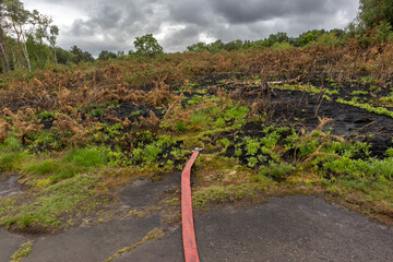 Fire hose lies across a charred landscape where a scrubland fire was extinguished