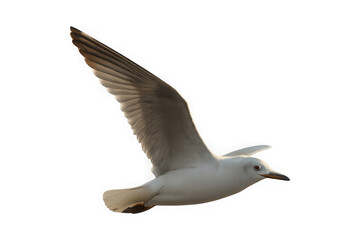A single white seagull with grey wings in mid flight captured in detail against a transparent background isolated on transparent background