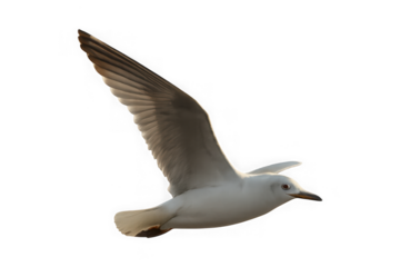 A single white seagull with grey wings in mid flight captured in detail against a transparent background isolated on transparent background