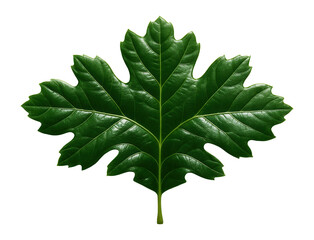 Oak leaf with lobed margins and glossy, dark green surface