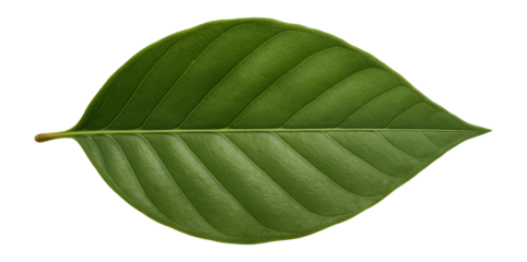 Beech leaf displaying smooth edges and a pointed tip with a leathery texture
