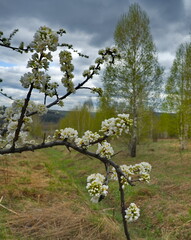 Russia, the South of Western Siberia. A lonely plum tree in white spring bloom on a warm May day.