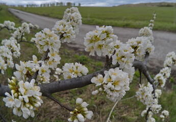 Russia, the South of Western Siberia. A lonely plum tree in white spring bloom on a warm May day.