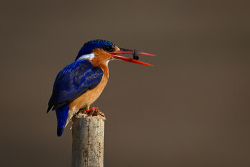 Malachite kingfisher catches bug on sawn-off post