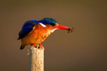 Malachite kingfisher crouches on post holding insect