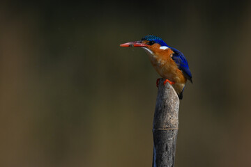 Malachite kingfisher crouches on post holding bug