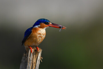 Fototapeta premium Malachite kingfisher crouches on post with grub