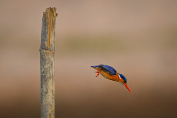 Malachite kingfisher drops off post to fish
