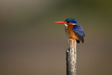 Malachite kingfisher faces left on wood post