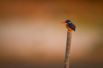 Malachite kingfisher faces left on leaning post