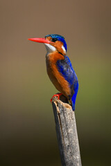 Malachite kingfisher faces left on tilting post