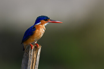 Malachite kingfisher faces right on split post