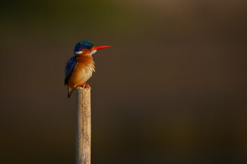 Malachite kingfisher facing right on wood post