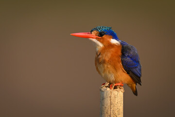 Malachite kingfisher facing left on split post